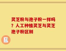 灵芝粉与孢子粉一样吗？人工种植灵芝与灵芝孢子粉区别