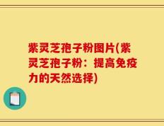 紫灵芝孢子粉图片(紫灵芝孢子粉：提高免疫力的天然选择)