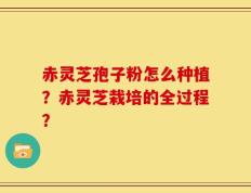 赤灵芝孢子粉怎么种植？赤灵芝栽培的全过程？