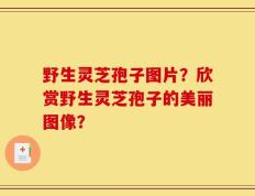 野生灵芝孢子图片？欣赏野生灵芝孢子的美丽图像？