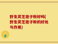 野生灵芝孢子粉好吗(野生灵芝孢子粉的好处与作用)