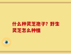 什么种灵芝孢子？野生灵芝怎么种植