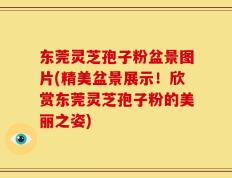 东莞灵芝孢子粉盆景图片(精美盆景展示！欣赏东莞灵芝孢子粉的美丽之姿)