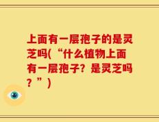 上面有一层孢子的是灵芝吗(“什么植物上面有一层孢子？是灵芝吗？”)