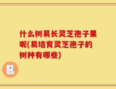 什么树易长灵芝孢子果呢(易培育灵芝孢子的树种有哪些)
