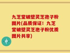 九芝堂破壁灵芝孢子粉图片(品质保证！九芝堂破壁灵芝孢子粉优质图片共享)