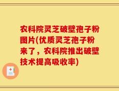 农科院灵芝破壁孢子粉图片(优质灵芝孢子粉来了，农科院推出破壁技术提高吸收率)