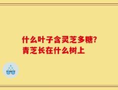 什么叶子含灵芝多糖？青芝长在什么树上