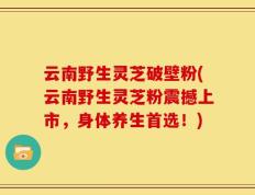 云南野生灵芝破壁粉(云南野生灵芝粉震撼上市，身体养生首选！)