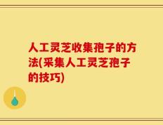 人工灵芝收集孢子的方法(采集人工灵芝孢子的技巧)