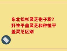 东北松杉灵芝孢子粉？野生平盖灵芝和种植平盖灵芝区别