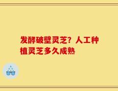 发酵破壁灵芝？人工种植灵芝多久成熟