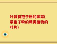 叶背有孢子粉的蕨菜(带孢子粉的蕨类植物的叶片)