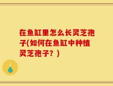 在鱼缸里怎么长灵芝孢子(如何在鱼缸中种植灵芝孢子？)