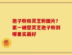 孢子粉和灵芝粉图片？紫一破壁灵芝孢子粉到哪里买最好