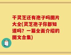 干灵芝还有孢子吗图片大全(灵芝孢子你都知道吗？一篇全面介绍的图文合集)