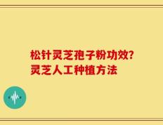 松针灵芝孢子粉功效？灵芝人工种植方法