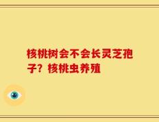 核桃树会不会长灵芝孢子？核桃虫养殖