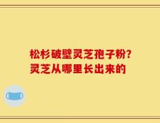 松杉破壁灵芝孢子粉？灵芝从哪里长出来的