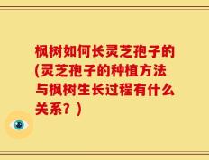 枫树如何长灵芝孢子的(灵芝孢子的种植方法与枫树生长过程有什么关系？)
