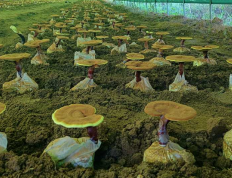 胃切除后什么时候可以吃灵芝孢子粉？99％的人不知道