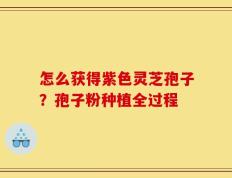 怎么获得紫色灵芝孢子？孢子粉种植全过程