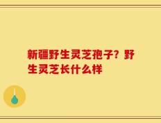 新疆野生灵芝孢子？野生灵芝长什么样