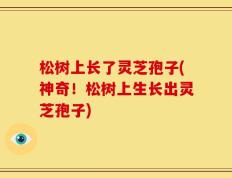 松树上长了灵芝孢子(神奇！松树上生长出灵芝孢子)