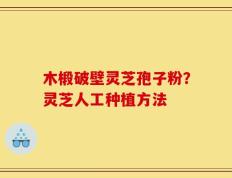 木椴破壁灵芝孢子粉？灵芝人工种植方法