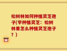 松树林如何种植灵芝孢子(学种植灵芝：松树林里怎么种植灵芝孢子？)