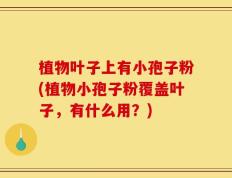 植物叶子上有小孢子粉(植物小孢子粉覆盖叶子，有什么用？)