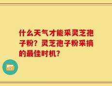 什么天气才能采灵芝孢子粉？灵芝孢子粉采摘的最佳时机？
