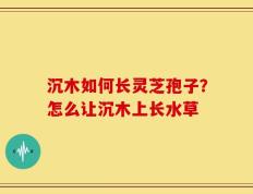 沉木如何长灵芝孢子？怎么让沉木上长水草