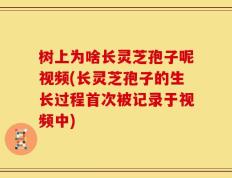树上为啥长灵芝孢子呢视频(长灵芝孢子的生长过程首次被记录于视频中)