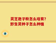 灵芝孢子粉怎么培育？野生灵种子怎么种植