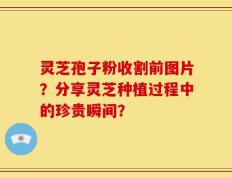 灵芝孢子粉收割前图片？分享灵芝种植过程中的珍贵瞬间？