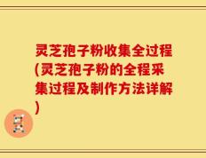 灵芝孢子粉收集全过程(灵芝孢子粉的全程采集过程及制作方法详解)