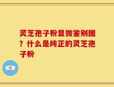 灵芝孢子粉显微鉴别图？什么是纯正的灵芝孢子粉