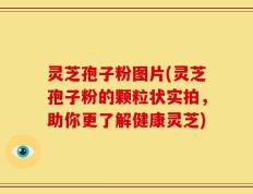 灵芝孢子粉图片(灵芝孢子粉的颗粒状实拍，助你更了解健康灵芝)