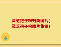 灵芝孢子粉归类图片(灵芝孢子粉图片集锦)