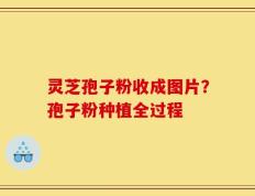 灵芝孢子粉收成图片？孢子粉种植全过程