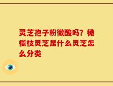 灵芝孢子粉微酸吗？橄榄枝灵芝是什么灵芝怎么分类