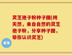 灵芝孢子粉种子图(纯天然，来自自然的灵芝孢子粉，分享种子图，带你认识灵芝)