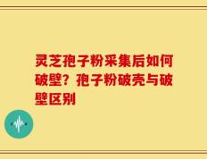 灵芝孢子粉采集后如何破壁？孢子粉破壳与破壁区别