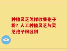 种植灵芝怎样收集孢子粉？人工种植灵芝与灵芝孢子粉区别