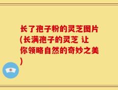 长了孢子粉的灵芝图片(长满孢子的灵芝 让你领略自然的奇妙之美)