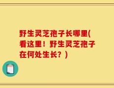 野生灵芝孢子长哪里(看这里！野生灵芝孢子在何处生长？)