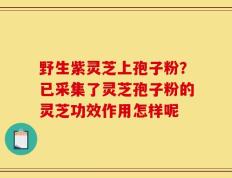 野生紫灵芝上孢子粉？已采集了灵芝孢子粉的灵芝功效作用怎样呢