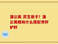 蒲公英 灵芝孢子？蒲公英根和什么搭配养肝护肝