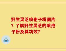 野生灵芝喷孢子粉图片？了解野生灵芝的喷孢子粉及其功效？